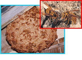 キイロスズメバチの巣の画像