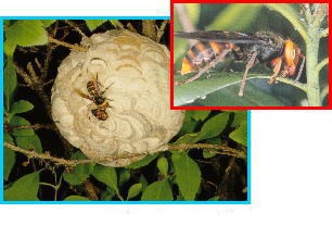コガタスズメバチの巣の画像