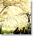 桜並木のイメージ1