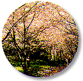 桜並木のイメージ2
