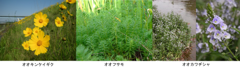 オオキンケイギクとオオフサモ
