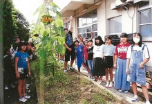 穴生小学校のひまわりの写真