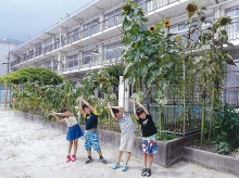 藤木小学校のひまわりの写真