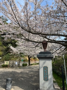 夜宮公園桜