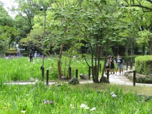 日本庭園の花菖蒲の画像
