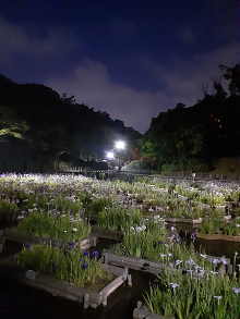 夜宮池の花菖蒲のライトアップの画像