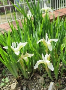 戸畑あやめ白花の写真