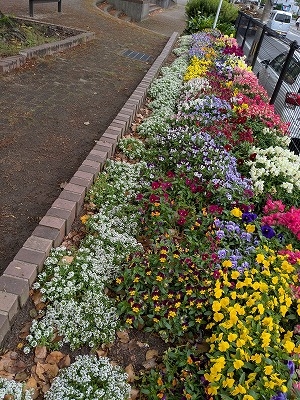 西本町四丁目公園愛護会さんの花と緑づくりの写真