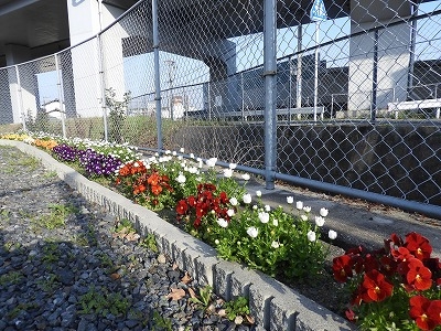 北九州市立小嶺児童館さんの花と緑づくりの写真