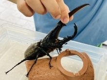 カブトムシ写真
