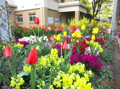 西小倉花壇整備部会さんの花と緑づくりの写真