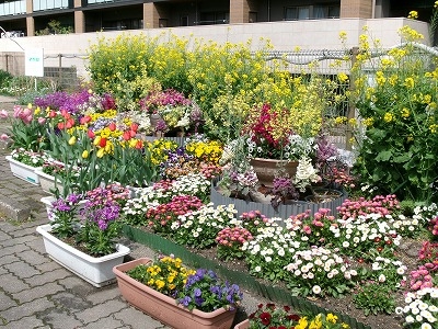 守恒校区庭づくり委員会さんの花と緑づくりの写真