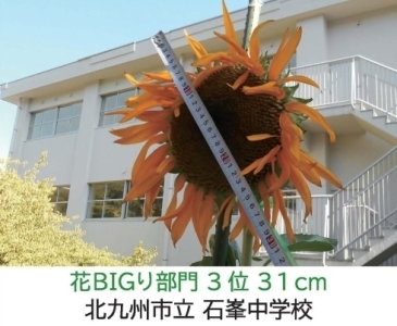 【ひまわりの写真】北九州市立　石峯中学校