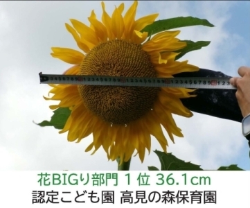 【ひまわりの写真】認定こども園高見の森保育園