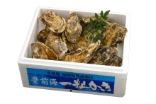出荷用　豊前海一粒かき