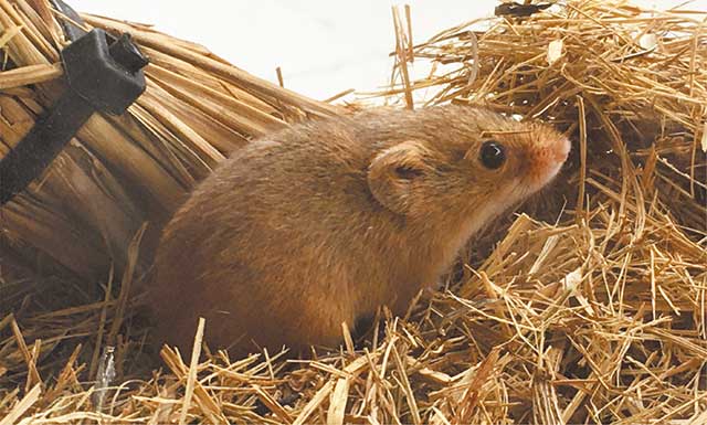 カヤネズミ写真