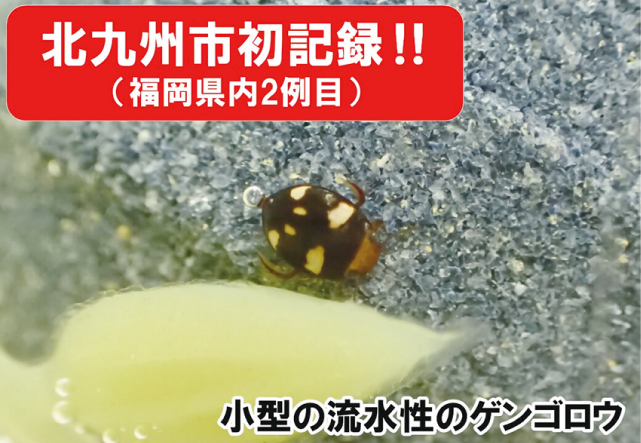 北九州市初記録小型の流水性キボシケシゲンゴロウの写真