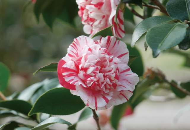 椿の花の写真