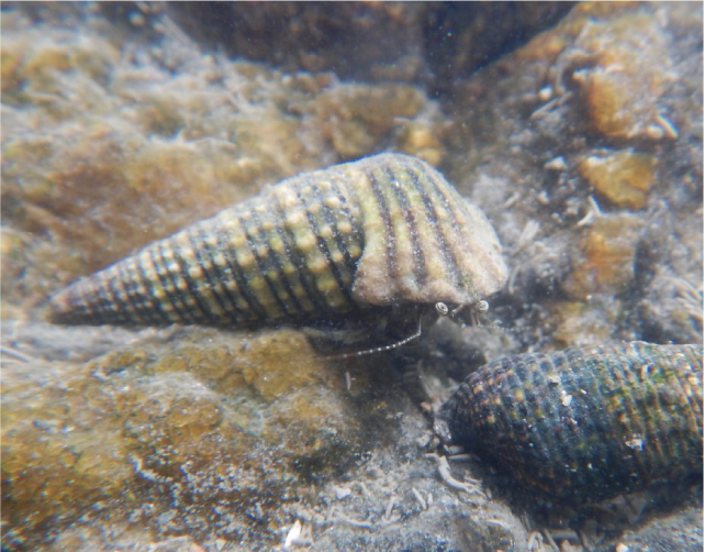 ヤドカリの画像