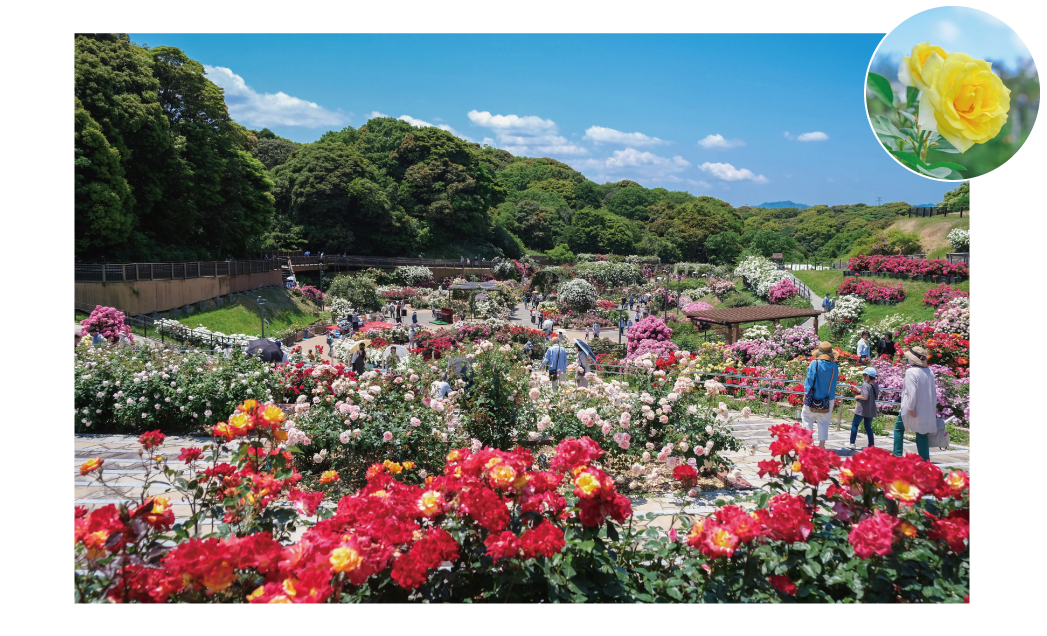 グリーンパークの画像