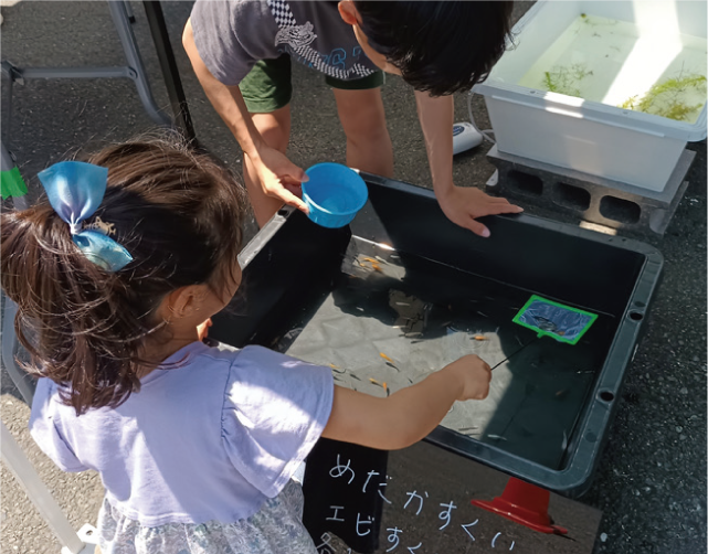 メダカすくいの様子