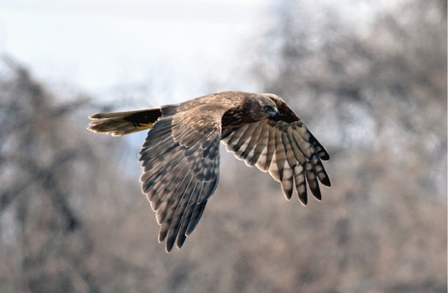 響灘ビオトープ カレンダーをプレゼントの写真