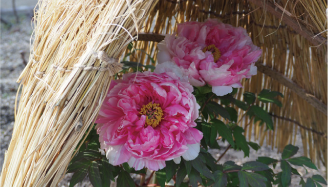 フユボタンの画像