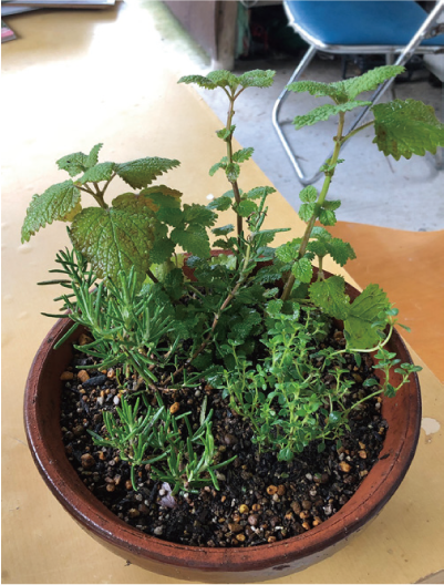 ハーブの寄せ植えの画像