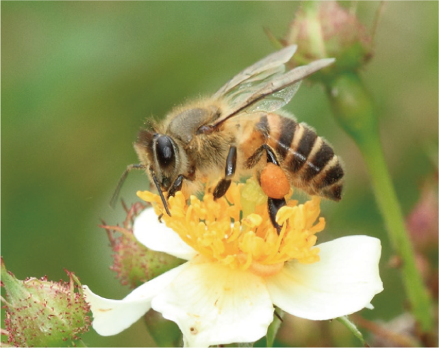 ニホンミツバチの写真