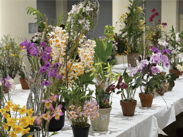 洋ラン展の様子