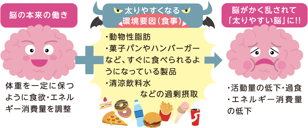 脳の本来の働き 体重を一定に保つように食欲・エネルギー消費量を調整 太りやすくなる環境要因（食事） ・動物性脂肪・菓子パンやハンバーガーなど、すぐに食べられるようになっている製品 ・清涼飲料水などの過剰摂取 脳がかく乱されて「太りやすい脳」に!! ・活動量の低下・過食 ・エネルギー消費量
