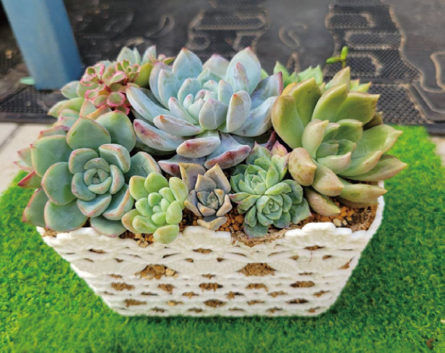 曼荼羅多肉マルシェの写真