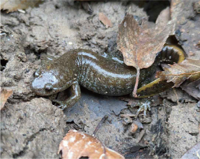 両生類産卵祭りの写真