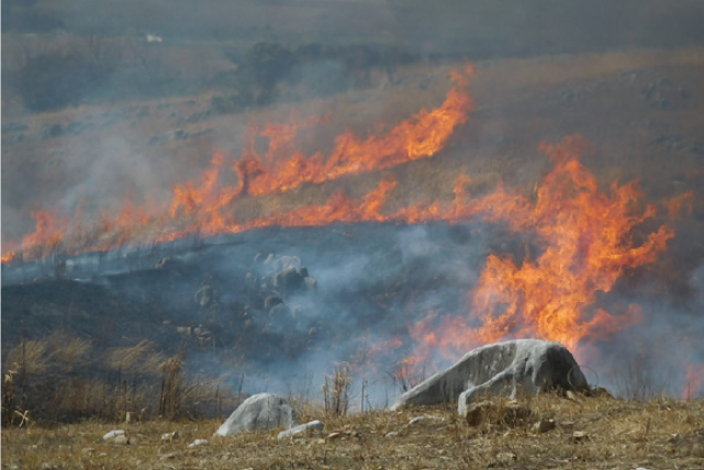 平尾台野焼きの様子