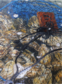 豊前海一粒かきの画像