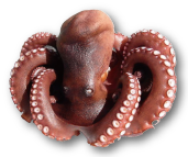 関門海峡たこの画像