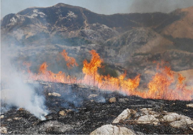 野焼きの様子