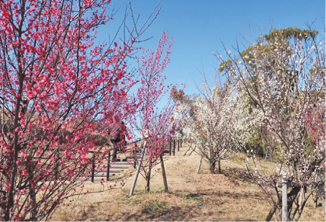 夜宮公園 梅林の写真