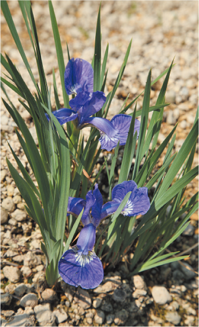 戸畑あやめの画像