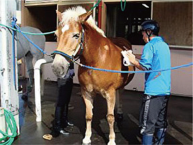 初心者乗馬教室開催の様子