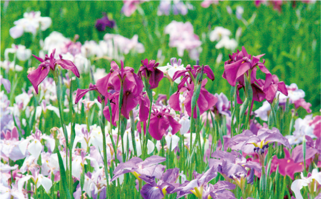 「とばた菖蒲まつり」の協賛金を募集のイラスト