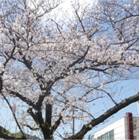前田さくら祭りの写真