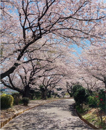 桜の画像