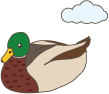 カモのイラスト