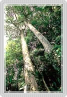 北九州市のシンボルツリー「いちいがし」の写真