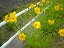 オオキンケイギクの花の写真