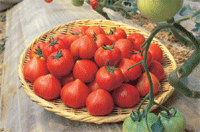 「若松水切りトマト」の写真
