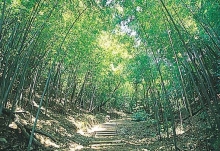 竹林（現湿生生態園近く）の写真