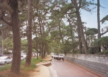 明治学園前の松並木美化活動の画像