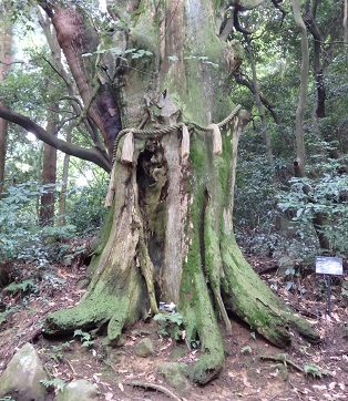 皿倉八景「巨樹老木・皇后杉」の写真